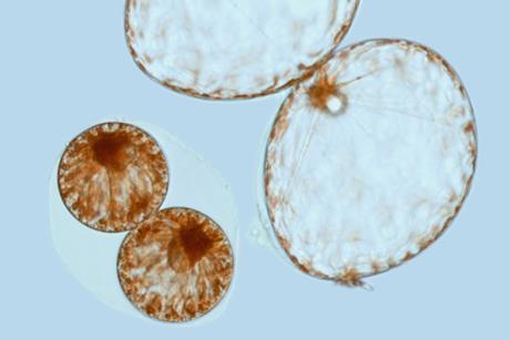 Two big and two little Pyrocystis noctiluca CREDIT Prakash lab Stanford University