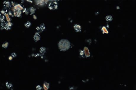 Low-Res_Pic2_nannofossils