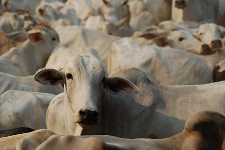 Cattle_in_Pará