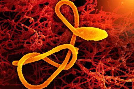 Ebola_Virus_(52466947587)