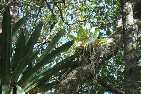 Atlantic_forest,_northeastern_Bahia,_Brazil_(6920320111)