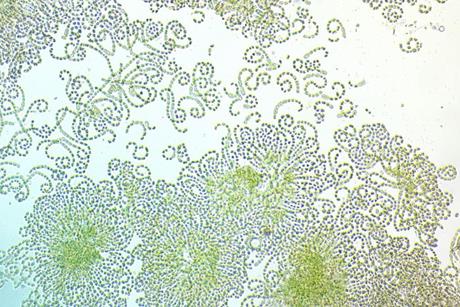Low-Res_Wild filamentous cyanobacteria that are similar to laboratory cultures of Nostoc punctiforme