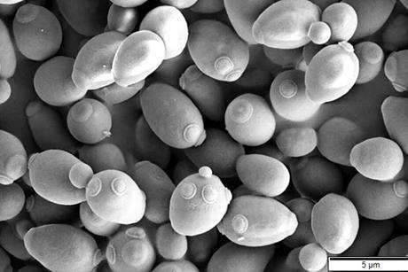 Saccharomyces_cerevisiae_SEM