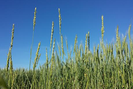 Elymus_repens_sl5