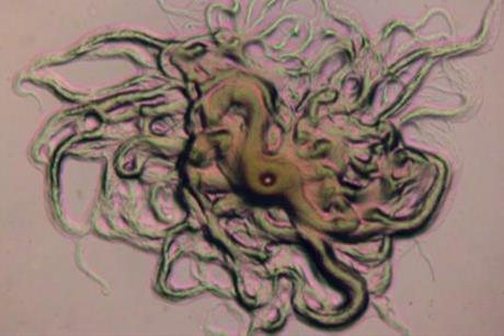 Low-Res_Molecular identification