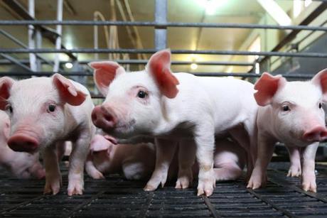 Low-Res_piglets (1)
