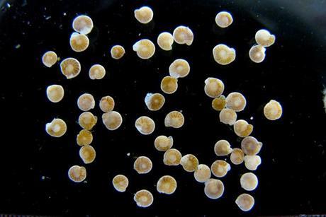 Low-Res_Scientists examined fossilis of tiny sea creatures dug up from the sea