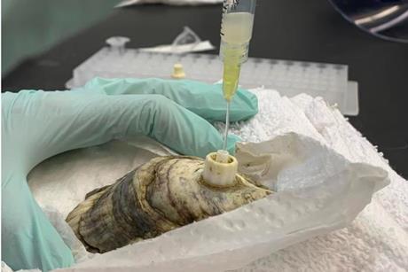 Low-Res_Oyster Image 3-12-26 (1)