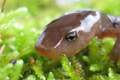 Pachytriton_granulosus_
