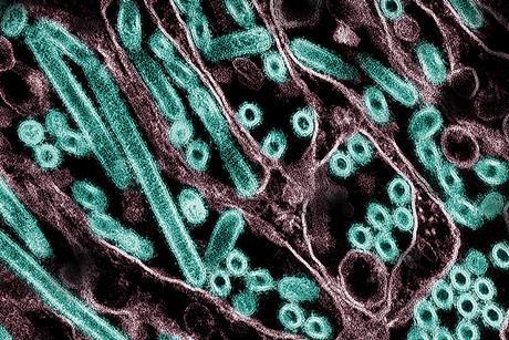 H5N1_Avian_Influenza_A_Virus