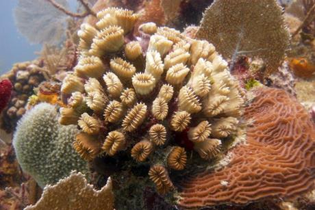Caribbean_Coral_(19139905)