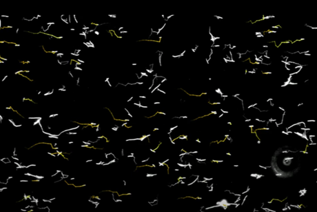 dancing bacteria