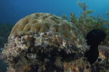 Low-Res_corals