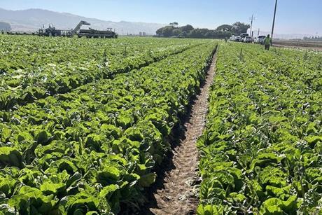 Low-Res_leafy greens field