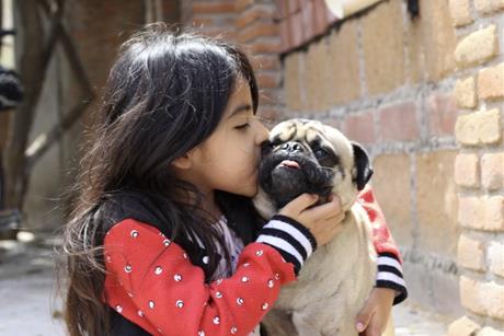 dog