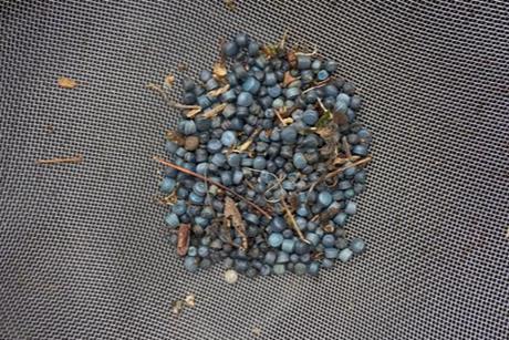 Low-Res_© Beach Guardian - collected bio-beads, Truro