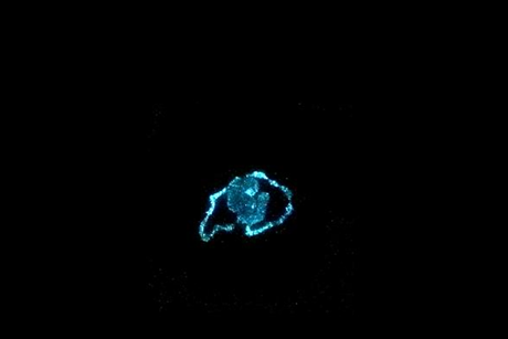 Low-Res_Buffalo_Acid triggered_HighRes