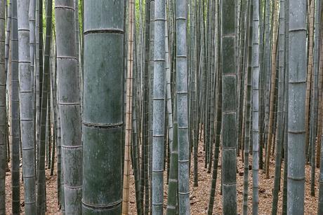 Bamboo_Forest,_Arashiyama,_Kyoto,_Japan
