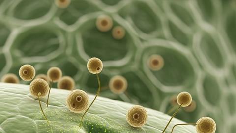 Yeast plant interaction