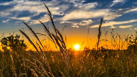 Wheat field