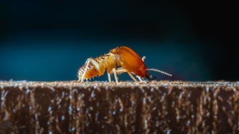iStock-1215267697