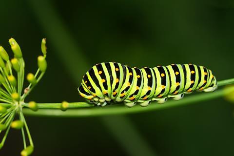 caterpillar-7434958_1920