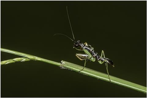 praying-mantis-6645377_1920
