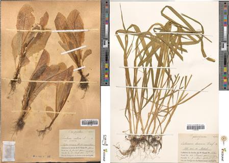 Herbaria specimen