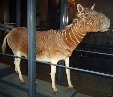 Quagga