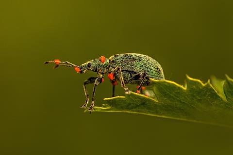 Weevil