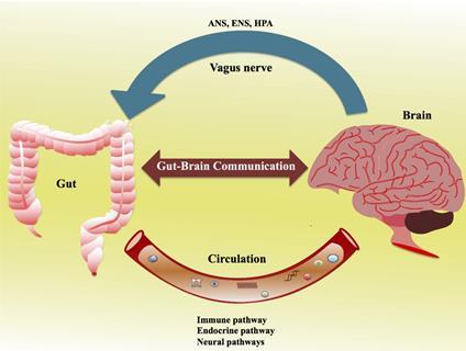 Gut-Brain Axis