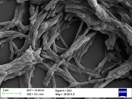 Mycobacterium smegmatis