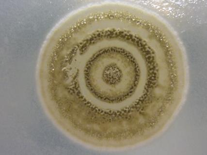 s-myrophorea
