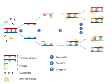 Polymerase-Chain-Reaction-A-PCR-reaction-consists-of-three-phases-1-denaturation (1)