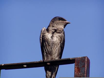 baby-purple-martin-631150