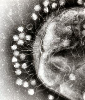 Phage (1)