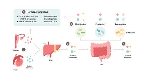 Enterohepatic circulation schematic