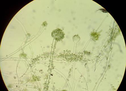 Aspergillus oryzae