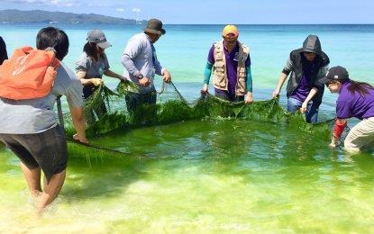 Boracay_algal_bloom_cleanup