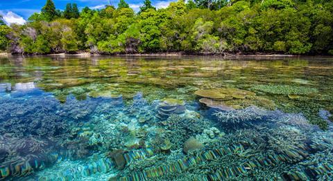 Coral mangrove