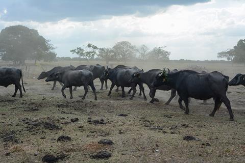 Cattle ranch, Venezuela