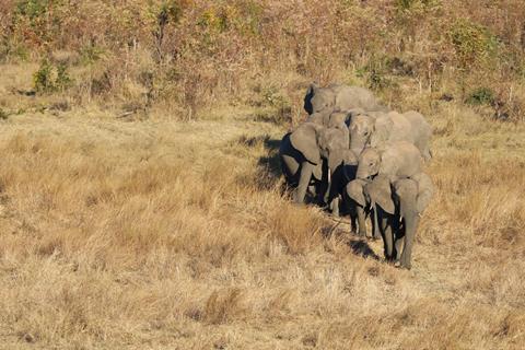 Elephants