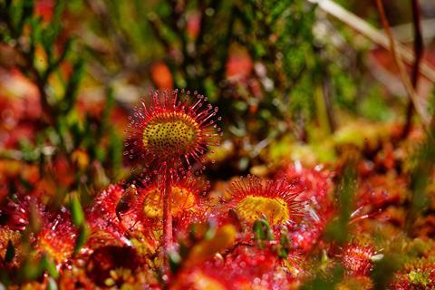 Drosera