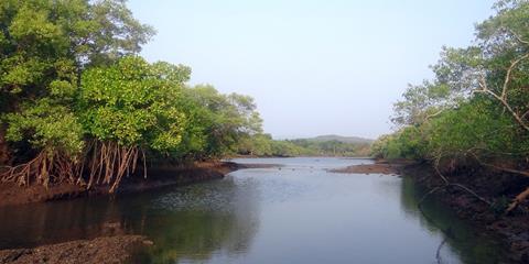 Mangrove