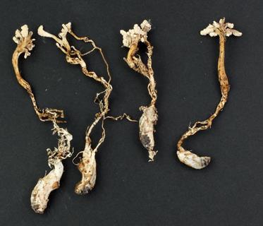 FourIsariasinclairii