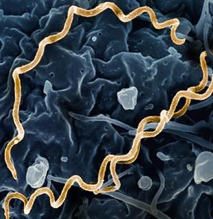 Treponema_pallidum_Bacteria_(Syphilis)_(cropped)