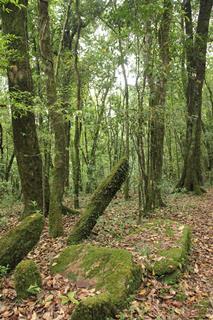 1440px-Ancient_monoliths_in_Mawphlang_sacred_grove