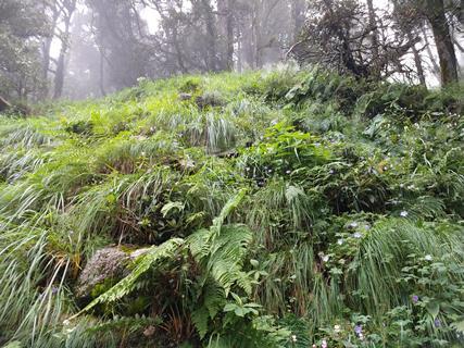 Random Forest in North East Himalaya