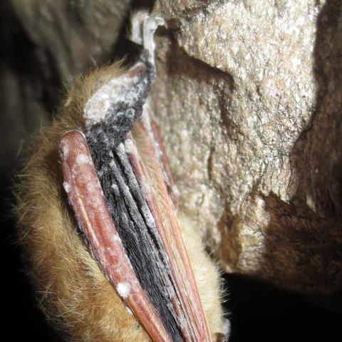 Tri-coloured bat