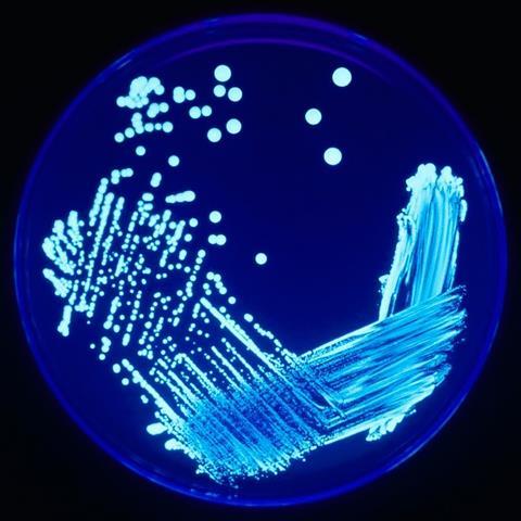 Legionella_Plate_01